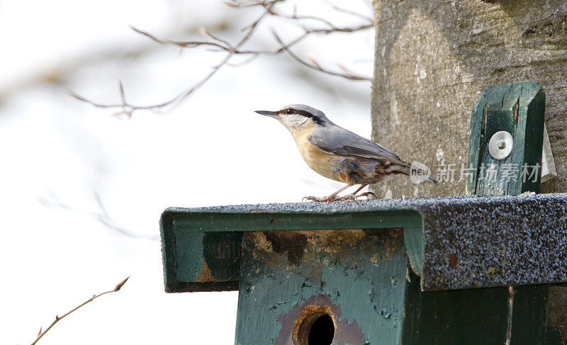 Nest Box设计的欧亚坚果(Sitta europaea)